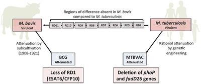 MTBVAC: Attenuating the Human Pathogen of Tuberculosis (TB) Toward a Promising Vaccine against the TB Epidemic